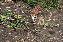 Abelmoschus ficulneus